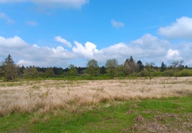 Tour Wandern Weismes - petit tour en Brackvenn  - Photo