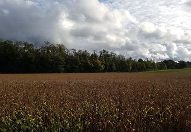 Tour Wandern Pecqueuse - 20191019_Tour_des_Fermes_réalisé - Photo