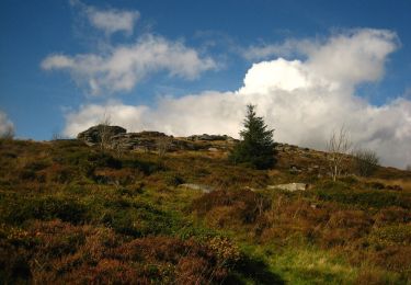 Tocht Te voet West Devon - Bellever Trail - Photo