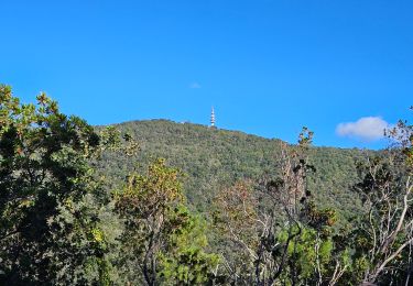 Excursión Senderismo Pignans - Balade dans les Maures - Photo