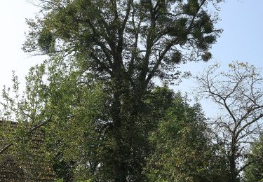 Tocht Te voet Ollersdorf im Burgenland - Kleiner Vitalwanderweg (Stegersbach) - Photo