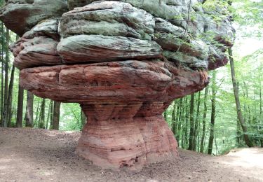 Randonnée Marche  - Pirmasens - Felsenwald - Photo