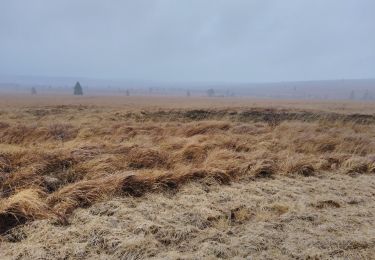 Trail Walking Waimes - CANI-RANDO TOUR ( boucle les caillebotis de la fagne wallonne) - Photo