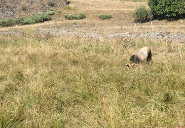 Trail Walking Saint-Urcize - camping  st urcize station nasbinal - Photo