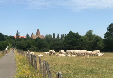 Randonnée Marche Walbourg - 2023-06-18-Abbatiale de Walbourg - Photo