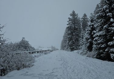 Percorso Marcia Waimes - A la découverte de Sourbrodt 🥾 - Photo