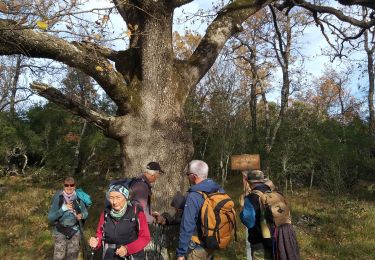 Tocht Stappen Le Revest-les-Eaux - Cassini - Photo