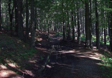 Randonnée A pied Slovenska Bistrica - Pohodna pot Kebelj - Trije Kralji - Photo