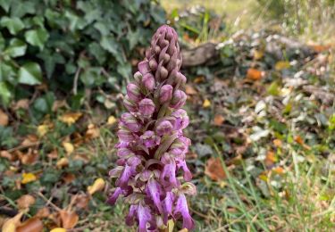 Trail Walking Le Barroux - Les Barroux Pas du Loup - Photo