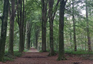 Percorso Marcia Lobbes - Bois... et encore bois ! - Photo