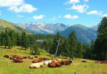 Tour Zu Fuß Valdeblore - Le Caïre Gros - Photo