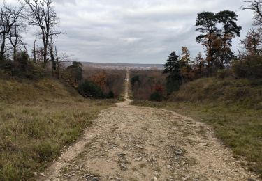 Trail Walking Fontainebleau - MAINTENON 24 NOVEMBRE 2023 - Photo