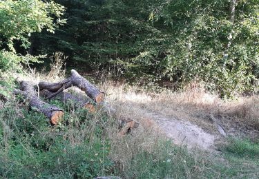 Tocht Stappen Blainville-sur-l'Eau - haut des places - Photo