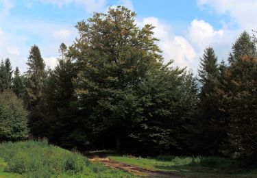 Excursión A pie okres Rožňava - Beh hrebeňom Volovských vrchov - Photo