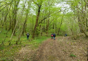 Excursión Senderismo Bunzac - La randonnée de l'ail des ours de Bunzac. - Photo