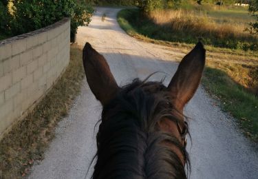 Trail Horseback riding Fronton - Trec 2 finalisé - Photo