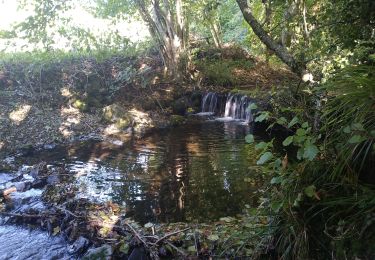 Tour Wandern Masevaux-Niederbruck - Houppach - Photo