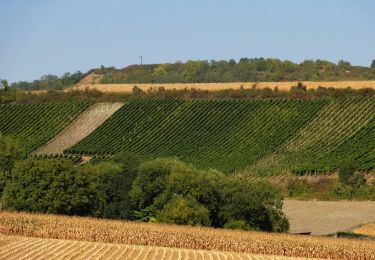 Tour Zu Fuß Kuttolsheim - Circuit des Trois Chapelles - Photo