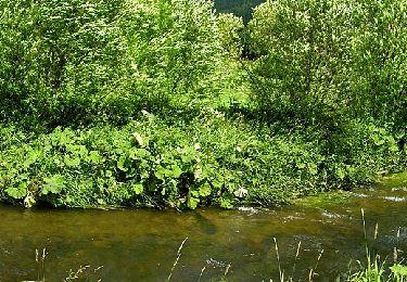 Percorso A piedi Furtwangen im Schwarzwald - Bregtalweg - Photo