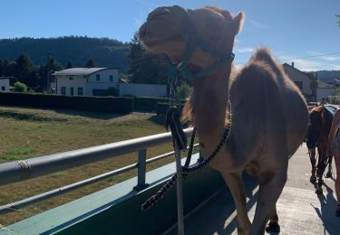Trail Horseback riding Raon-aux-Bois - Raon-aux-Bois/Chenimenel - Photo