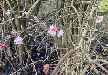 Trail Walking La Roche-en-Ardenne - Vecmont - Photo