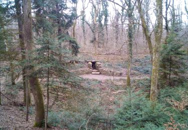 Excursión Senderismo Besançon - Forêt de CHAILLUZ - Photo