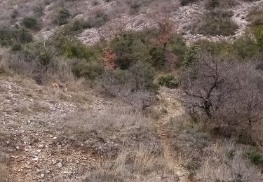 Excursión Senderismo Mons - Celas Bos Nègre  - Photo