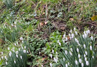 Randonnée Marche Gerpinnes - Perce-neige  - Photo