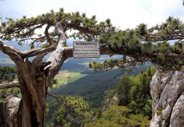 Excursión A pie Gemeinde Höflein an der Hohen Wand - Puma-Runde - Photo