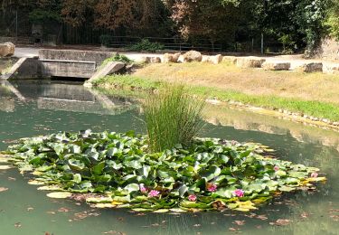 Excursión Senderismo Bargemon - Le bois de ciste - Photo