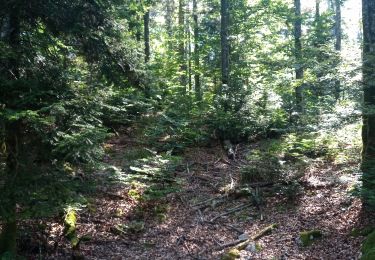 Percorso Marcia Châtel-de-Joux - Foret de Prénovel - Photo
