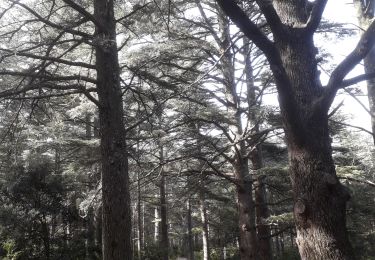 Percorso Marcia Bonnieux - Forêt des cèdres - Photo