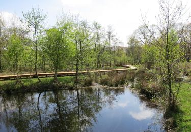 Randonnée A pied Hasselt - Kiewit Wildernis route - Photo