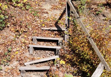 Trail Walking Wellin - wellin 281021 - Photo