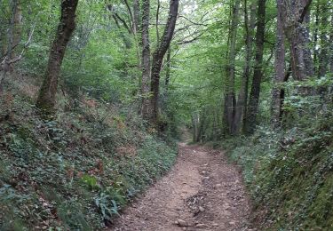 Trail Walking Rontignon - sentier des crêtes Rontignon - Photo