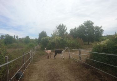 Tocht Noords wandelen Vaux-le-Pénil - vaux le penil - Photo