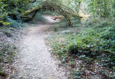 Trail Walking Caurel - Guerledan - Photo