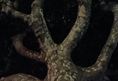 Percorso Marcia Vienne - naïade nocturne digestive à Vienne - Isère - Photo