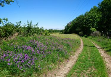 Percorso Marcia Artannes-sur-Indre - Artannes-sur-Indre - la Mânerie - GRP PR - 14.5km 100m 3h00 - 2021 06 05 - Photo