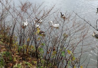 Tour Wandern Thuin - abbaye d Aulne - Photo
