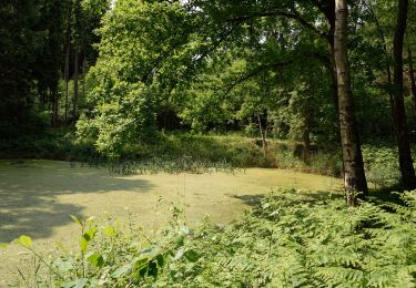 Tocht Te voet Itzehoe - Spaziergang im Stadtforst Itzehoe 1 - Photo