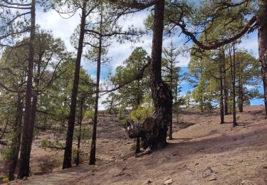 Trail Walking Vilaflor - Sombrero de Chasna - Photo