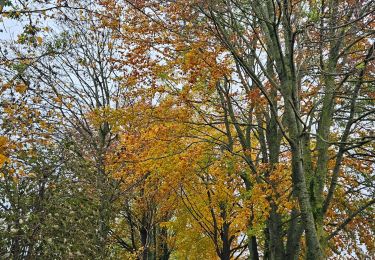 Trail Walking Herve - Thimister et son Marché de Noël 🎅🎄 alsacien 🥨  - Photo