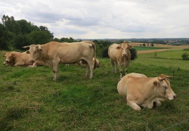 Randonnée A pied Looz - Grootloon Oranje kruis - Photo