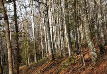 Trail Walking Aranc - Aranc boucle sud - Photo
