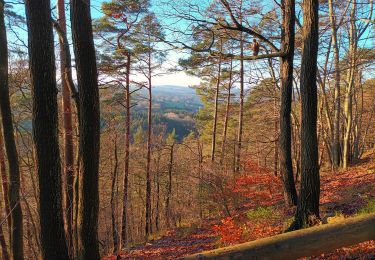 Trail Walking Jalhay - solwaster - Photo