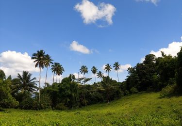 Trail Walking Fonds-Saint-Denis - Fond St Denis - Carbet - Photo