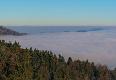 Randonnée A pied Horgen - Schnabellücke - Langnau Gattikon - Photo