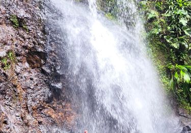 Trail Walking Sainte-Rose - Guadeloupe - Saut des Trois Cornes - Sofaïa - Photo