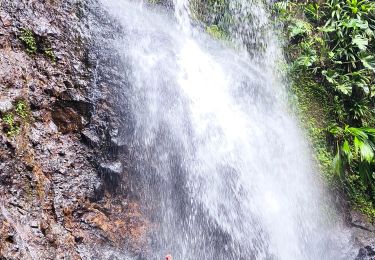 Tocht Stappen Sainte-Rose - Guadeloupe - Saut des Trois Cornes - Sofaïa - Photo